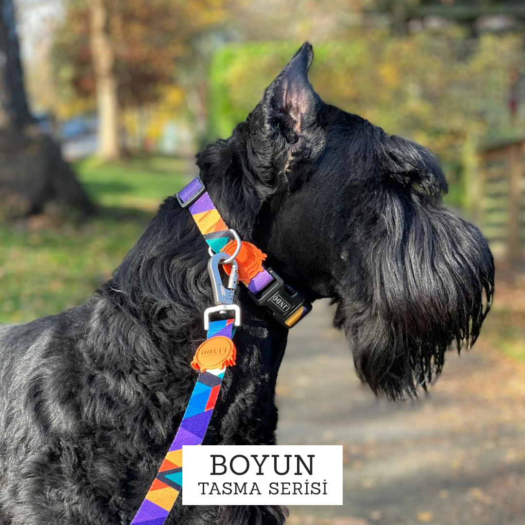 Boyun Tasması