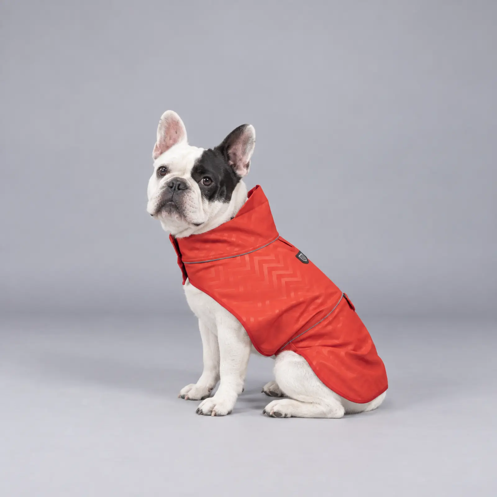 Softshell — köpek üzerinde