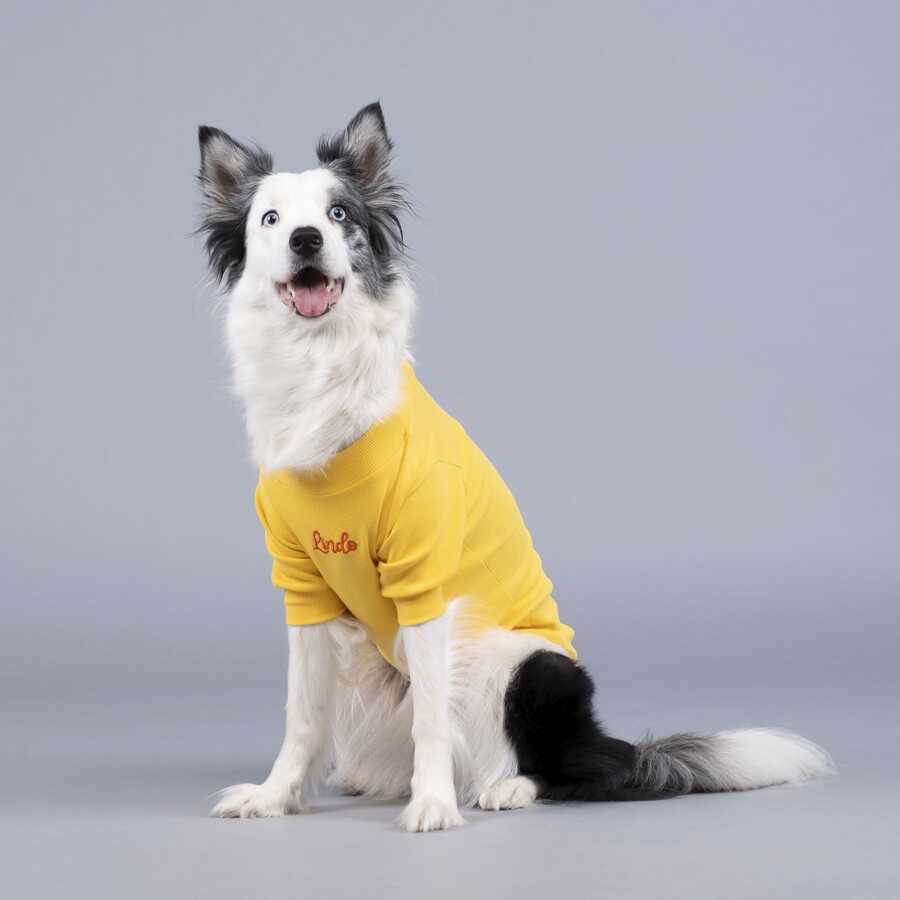 Little Bit of Sunshine Küçük ve Orta Irk Köpek Tshirt