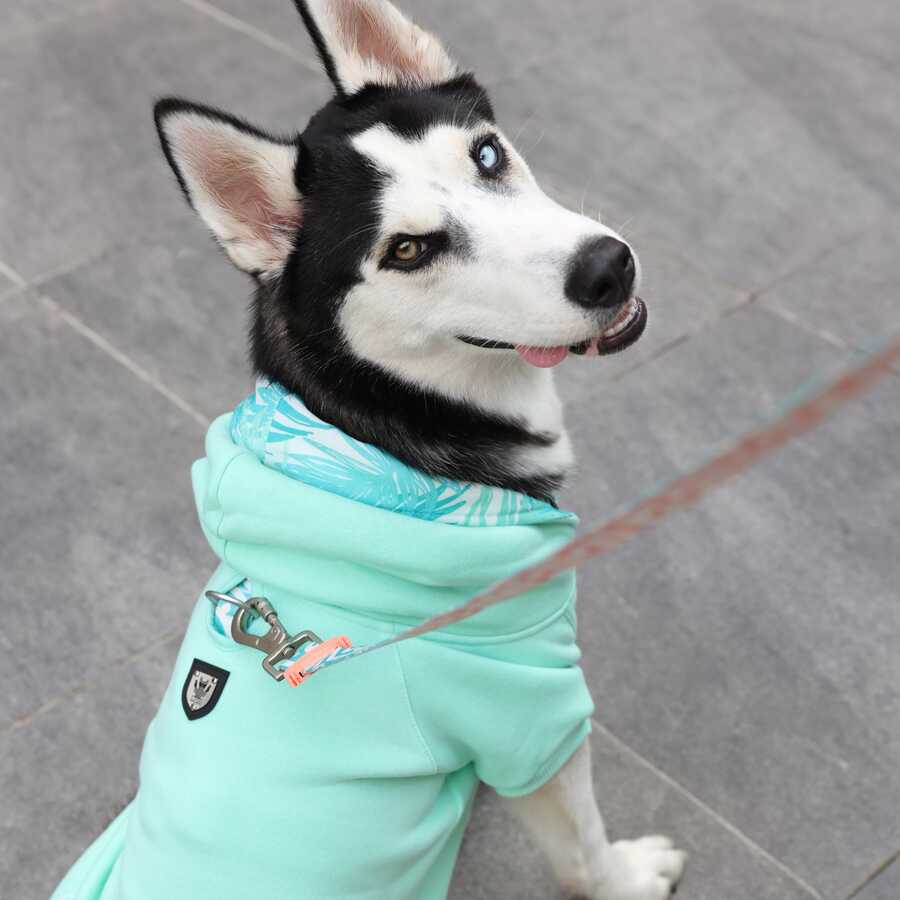Mint Green Küçük, Orta ve Büyük Irk Köpek Sweatshirt