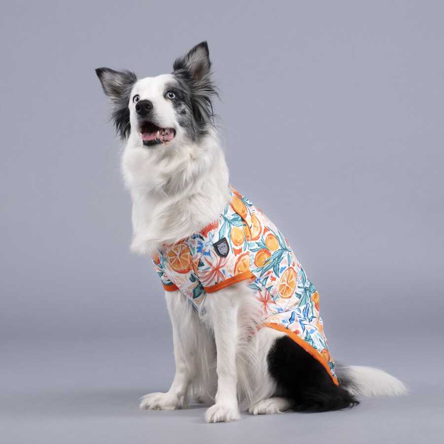 Orange Blossom Küçük, Orta ve Büyük Irk Köpek Tshirt
